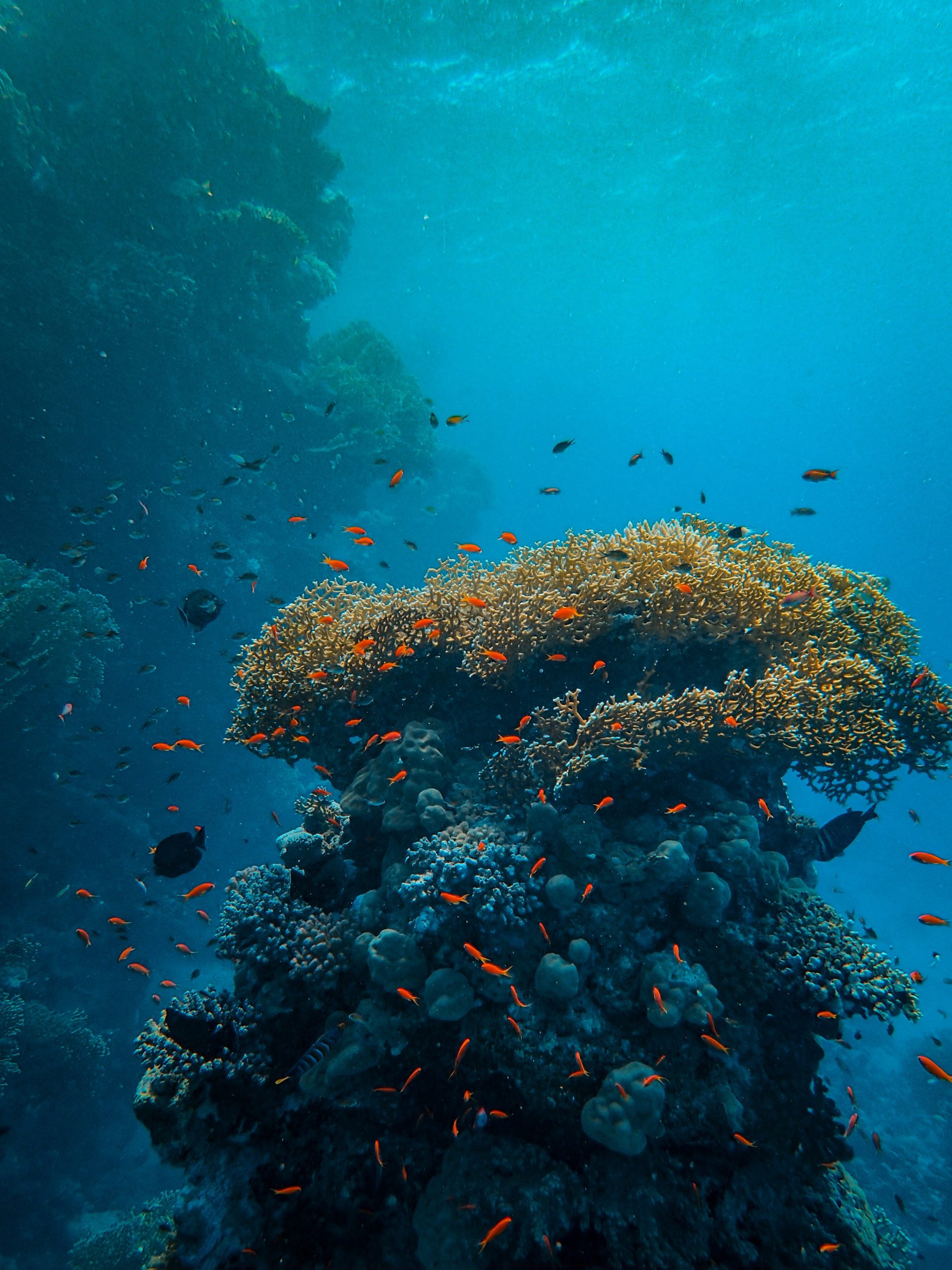 Home Vertical shot small colorful fish swimming around beautiful corals sea scaled