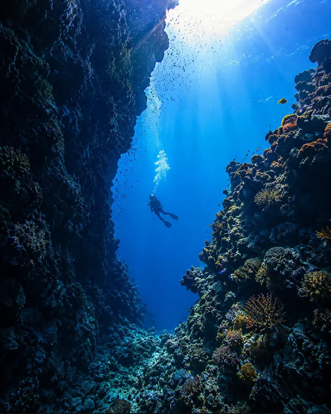 Scuba Shore Trip for Certified Divers, Reef Wall Diving at Abhur Certified Scuba Shore Trip Jeddah, Reef Wall Diving at Abhur