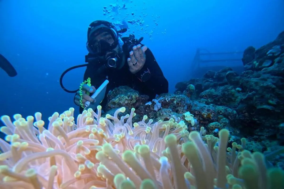 Scuba Shore Trip for Certified Divers, Reef Wall Diving at Abhur Scuba Diving Jeddah